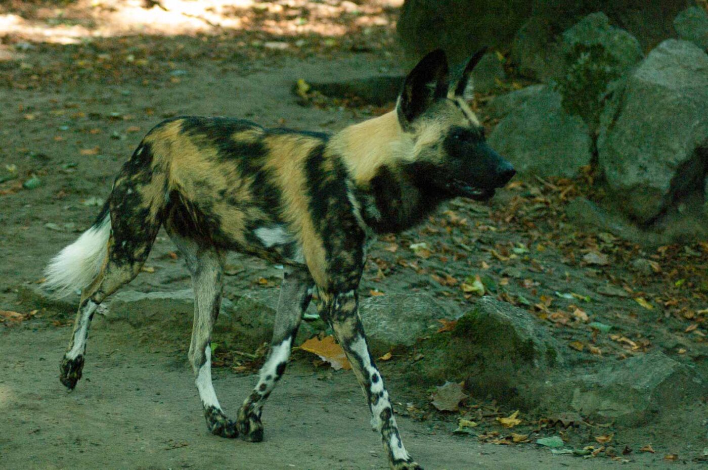 2016-10-05 - Zoo Duisburg