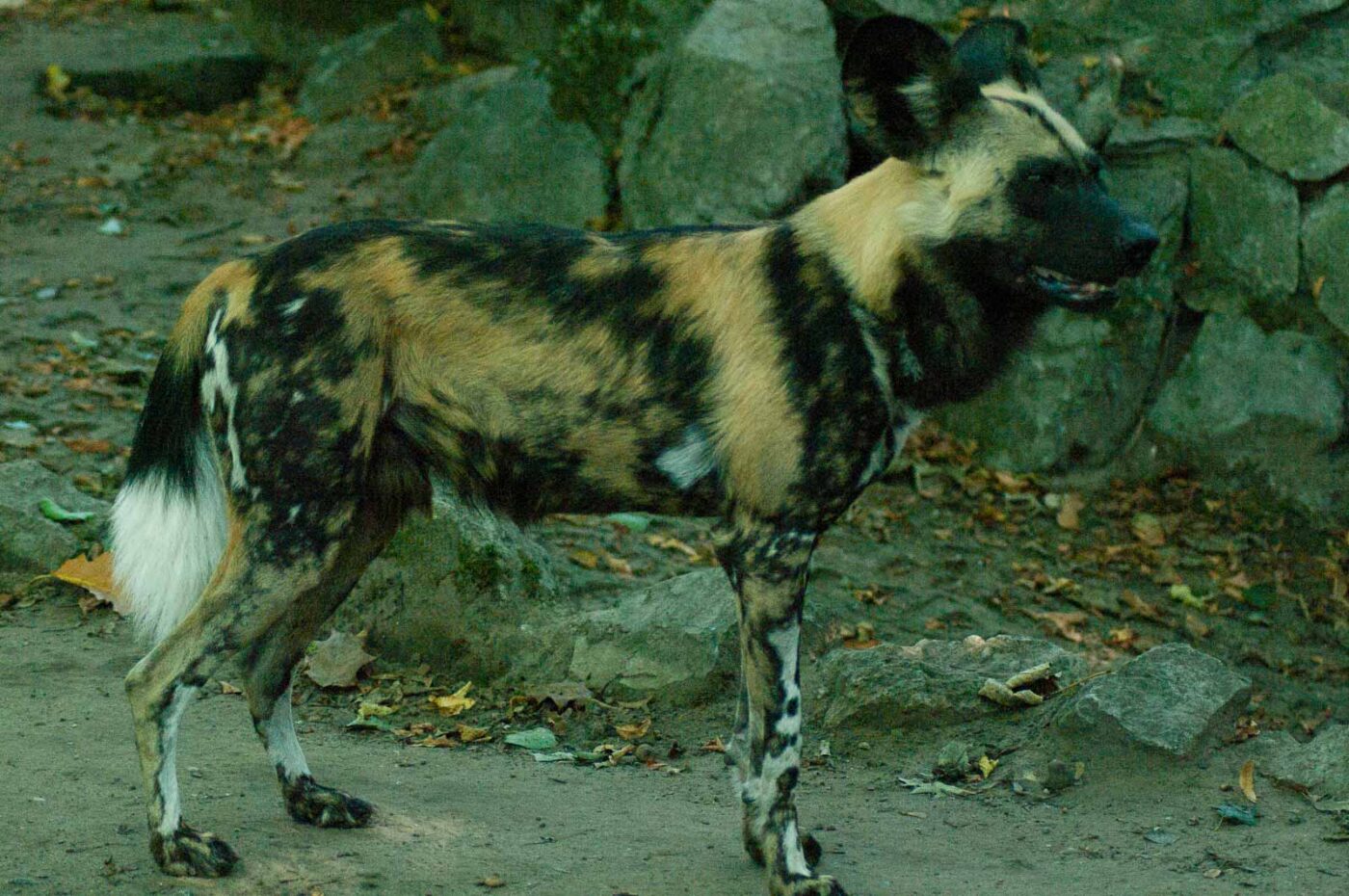 2016-10-05 - Zoo Duisburg