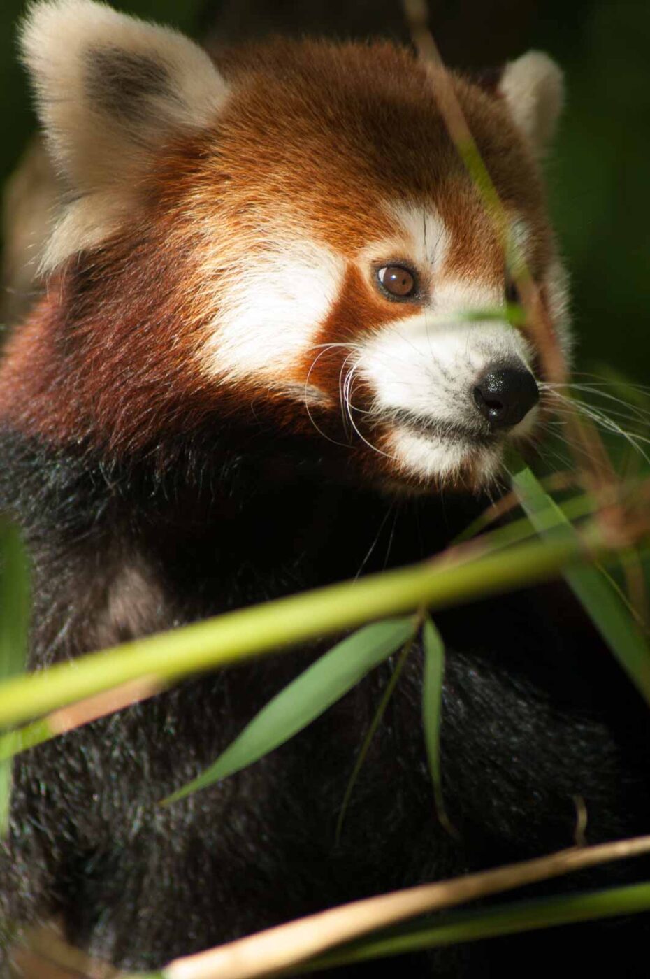 2016-10-05 - Zoo Duisburg