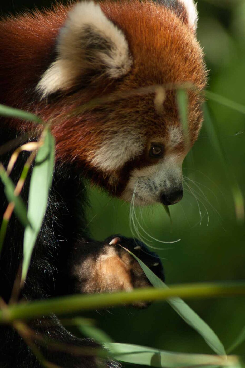 2016-10-05 - Zoo Duisburg