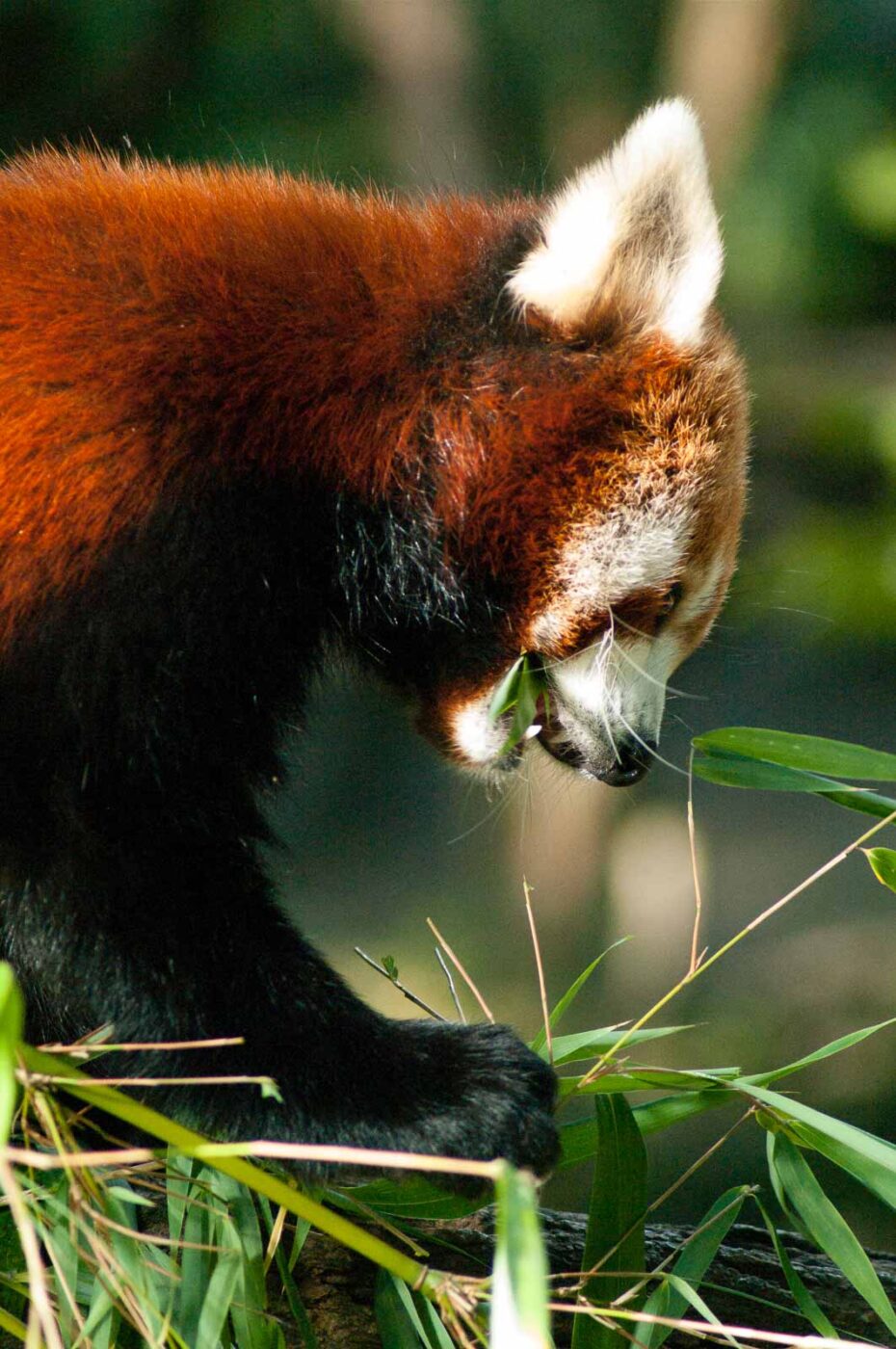 2016-10-05 - Zoo Duisburg