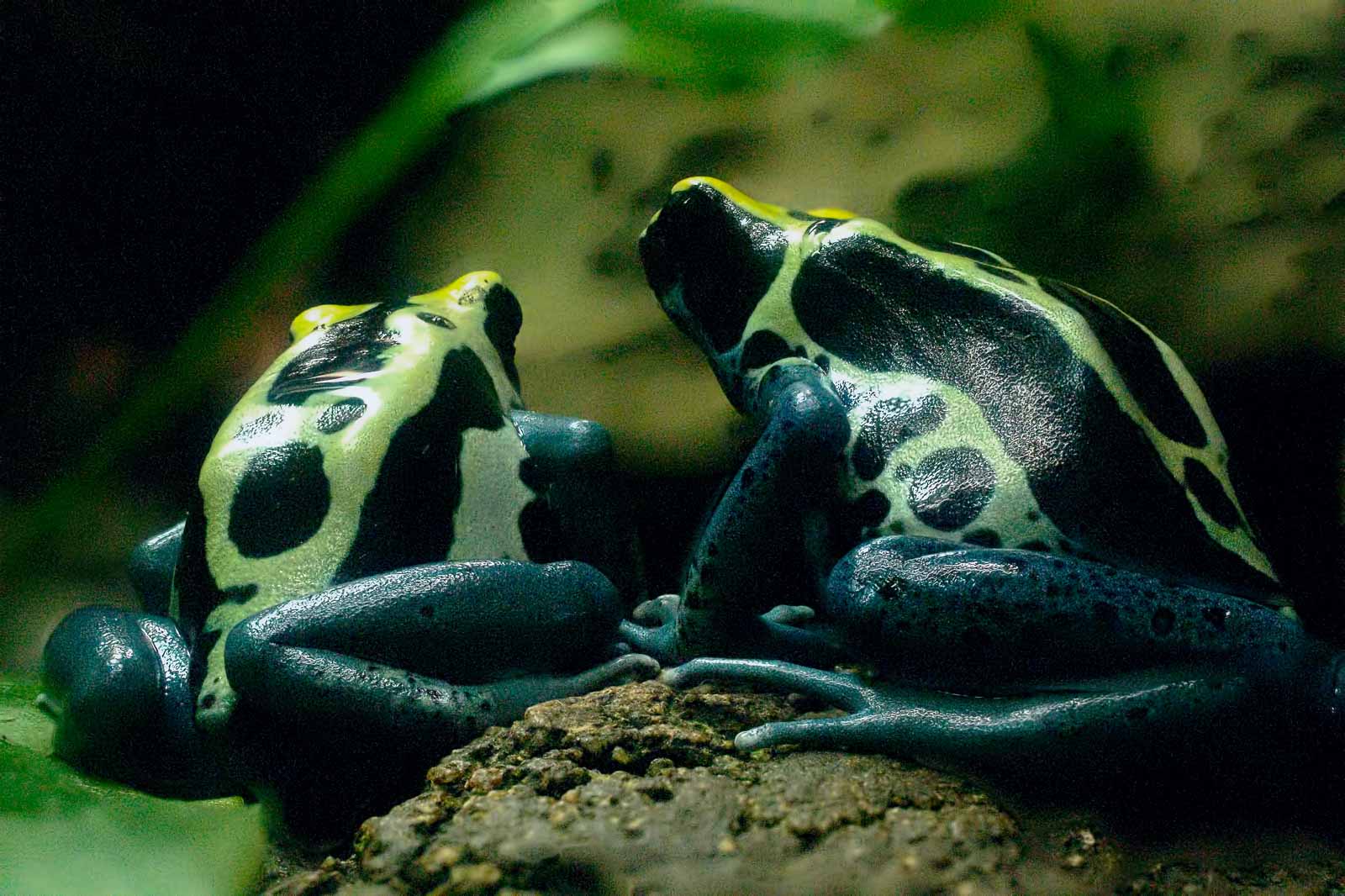 °färberfrosch°
