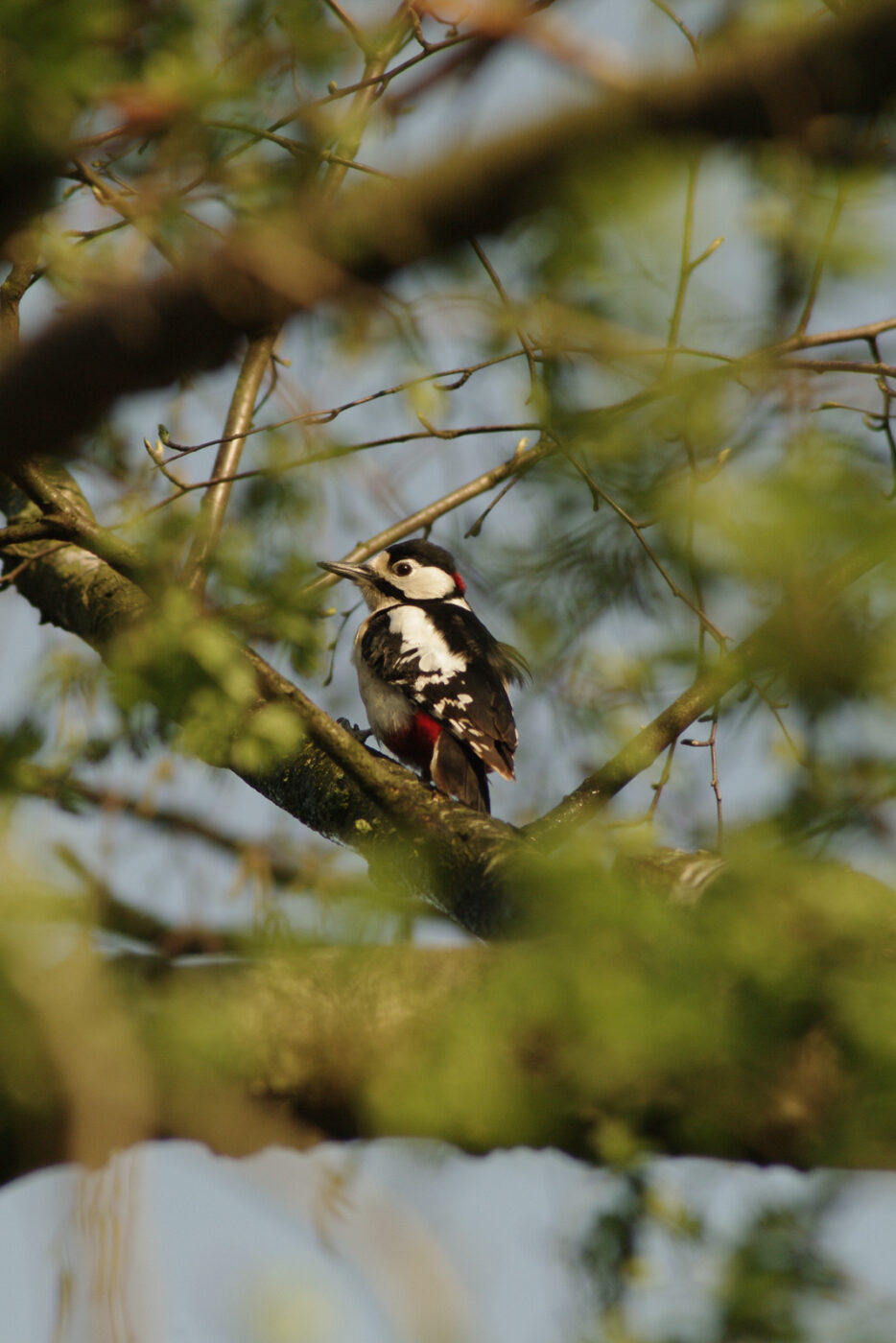 2016-04-10 - NSG Langeloh