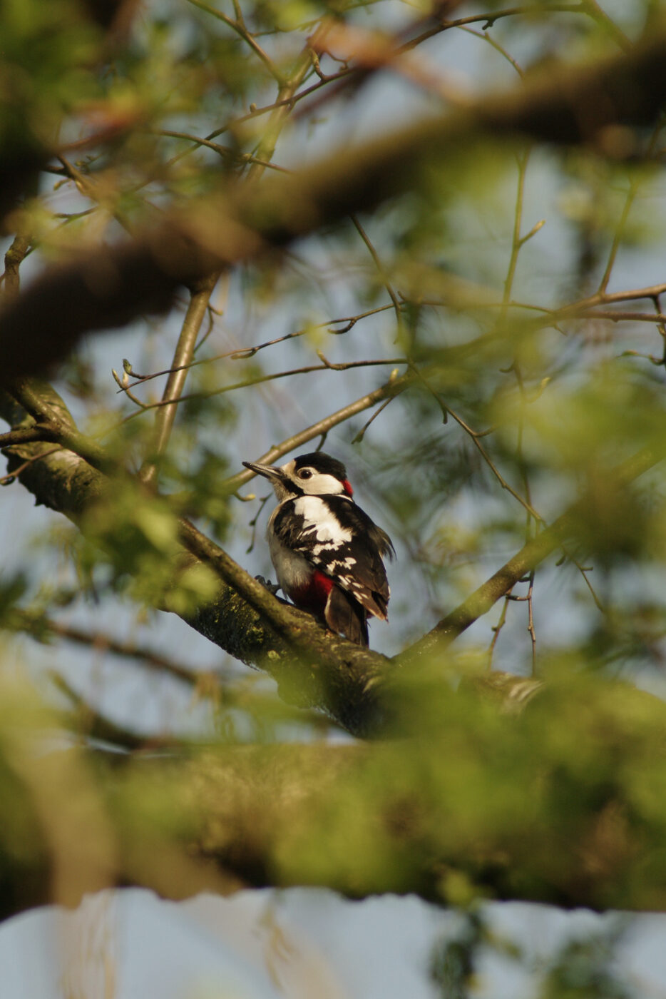 2016-04-10 - NSG Langeloh