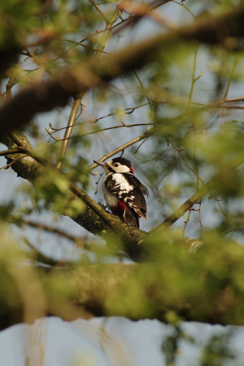 2016-04-10 - NSG Langeloh