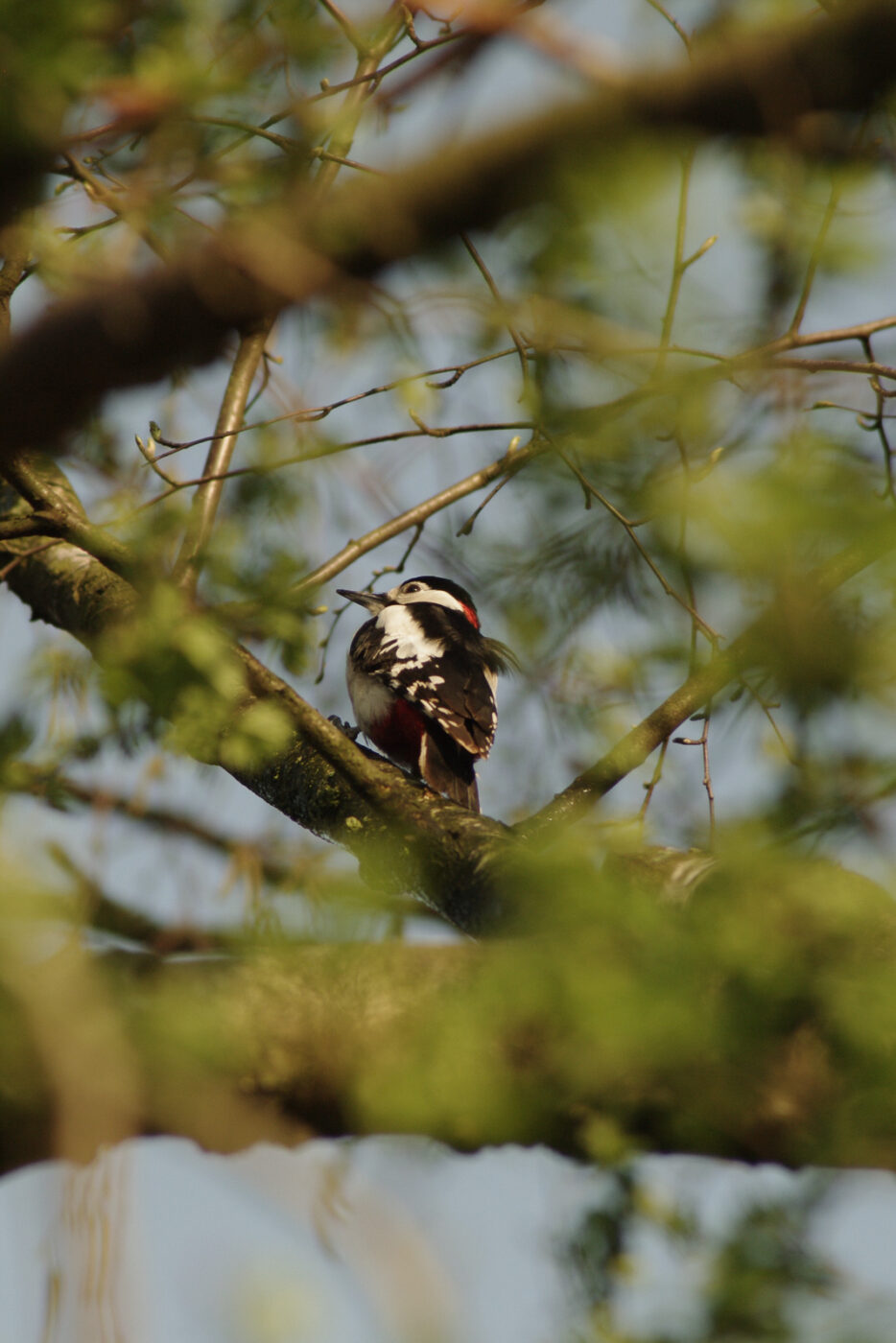 2016-04-10 - NSG Langeloh