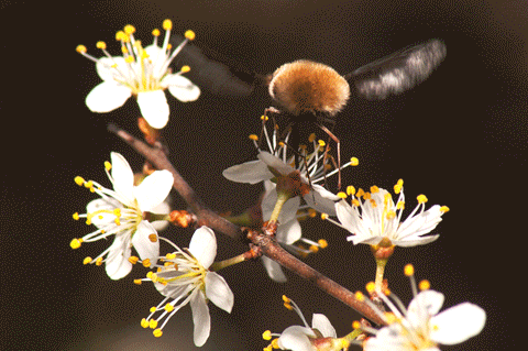 Wollschweber - Flugstudie