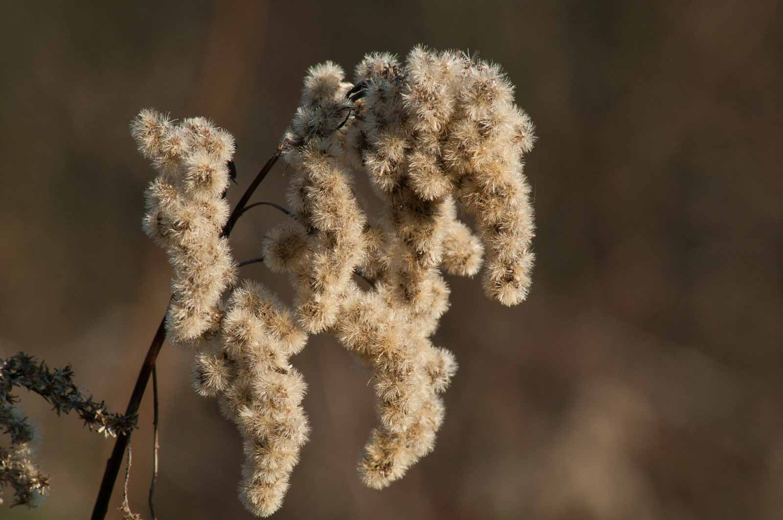 2017-02-13 – NSG Halde Pluto-Wilhelm HER-Wanne