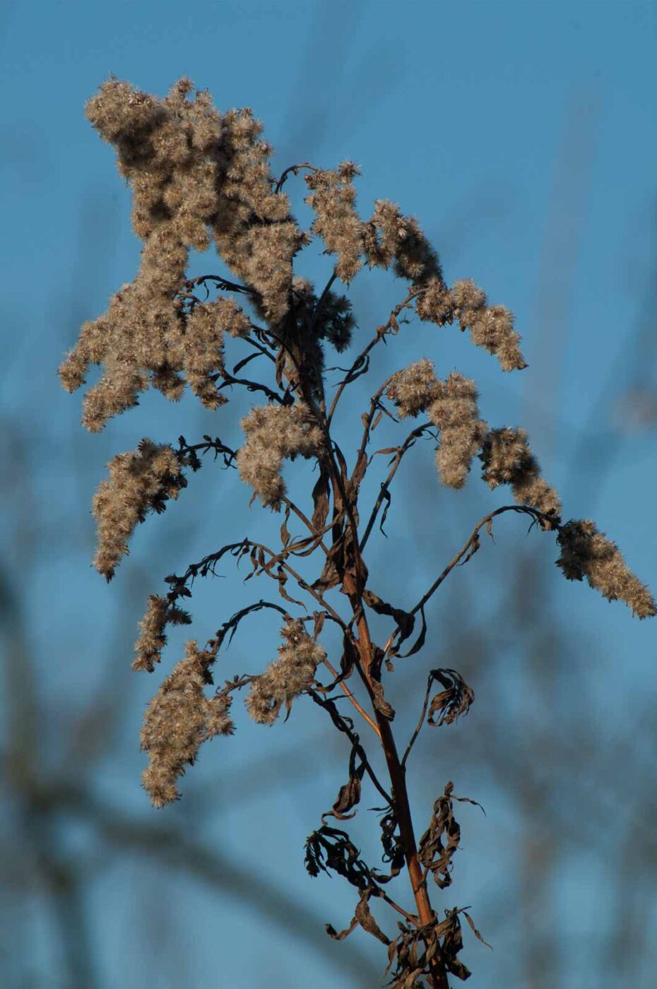 2017-02-13 - NSG Halde Pluto