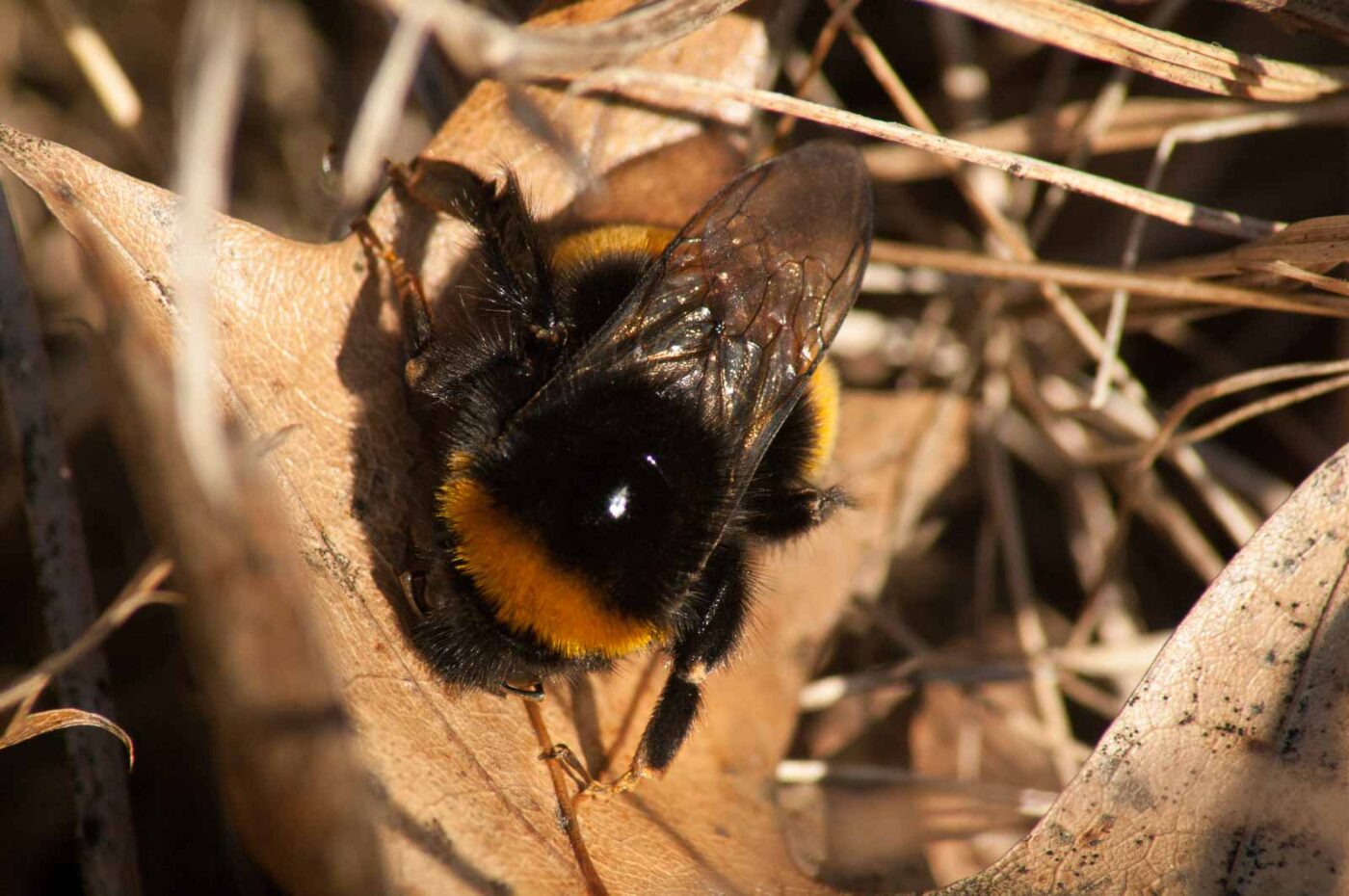 2017-02-13 - NSG Halde Pluto