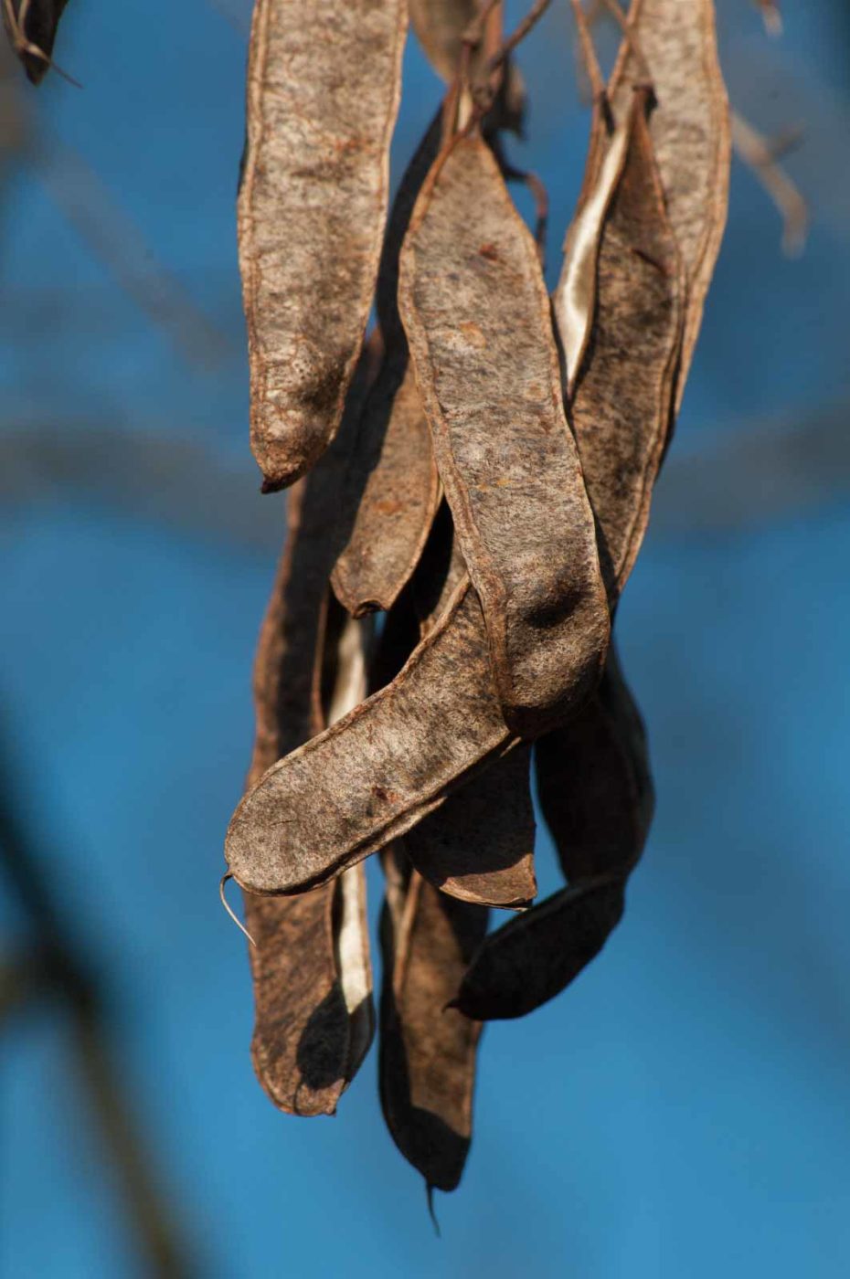 2017-02-13 - NSG Halde Pluto