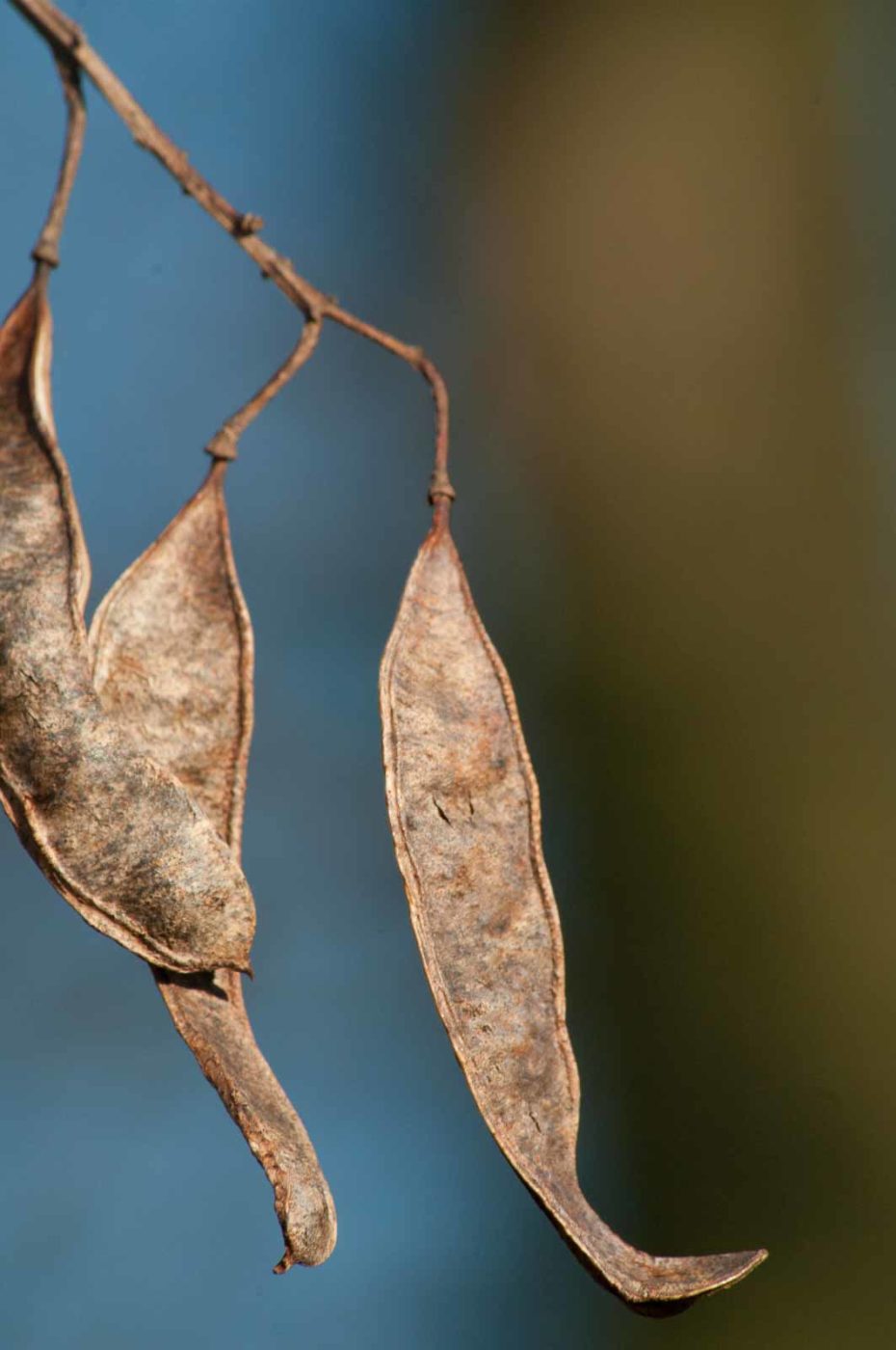 2017-02-13 - NSG Halde Pluto