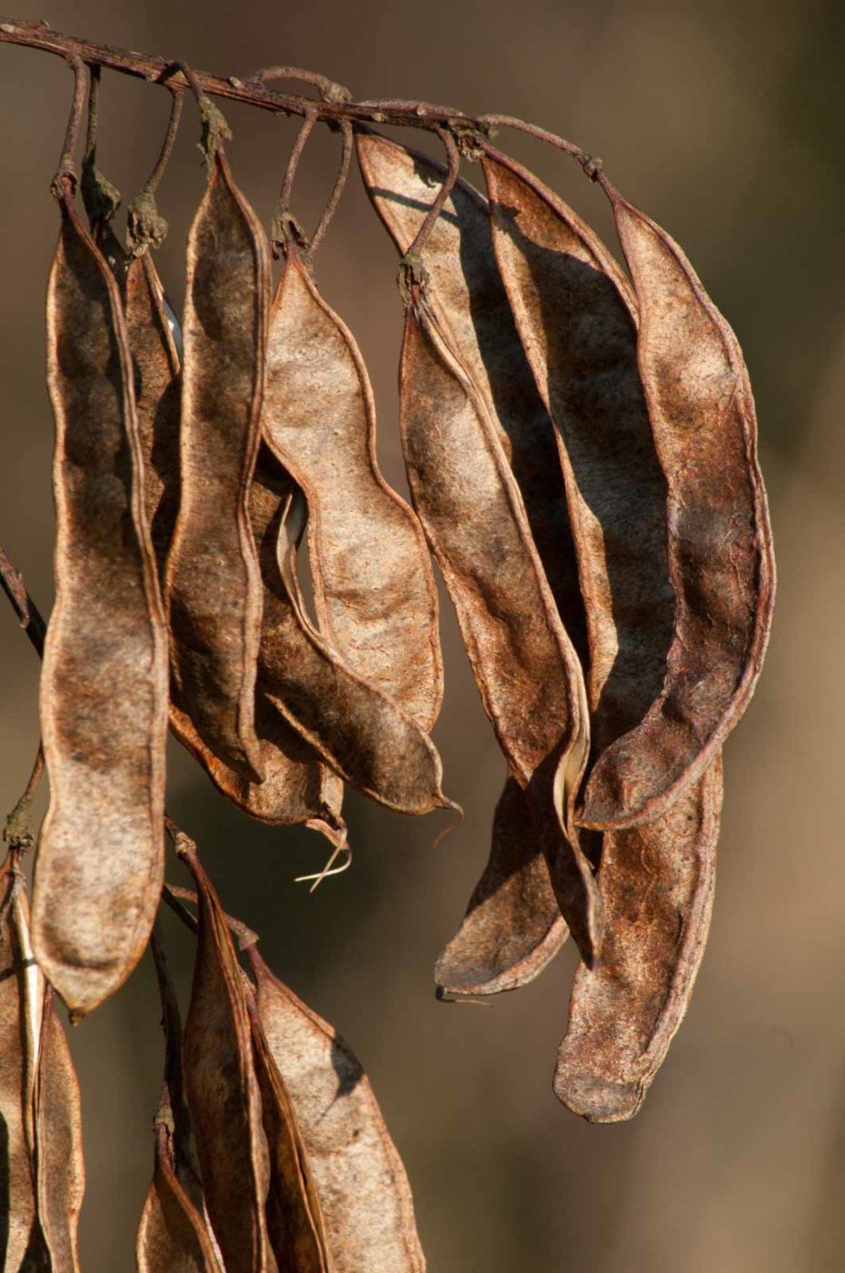 2017-02-13 - NSG Halde Pluto