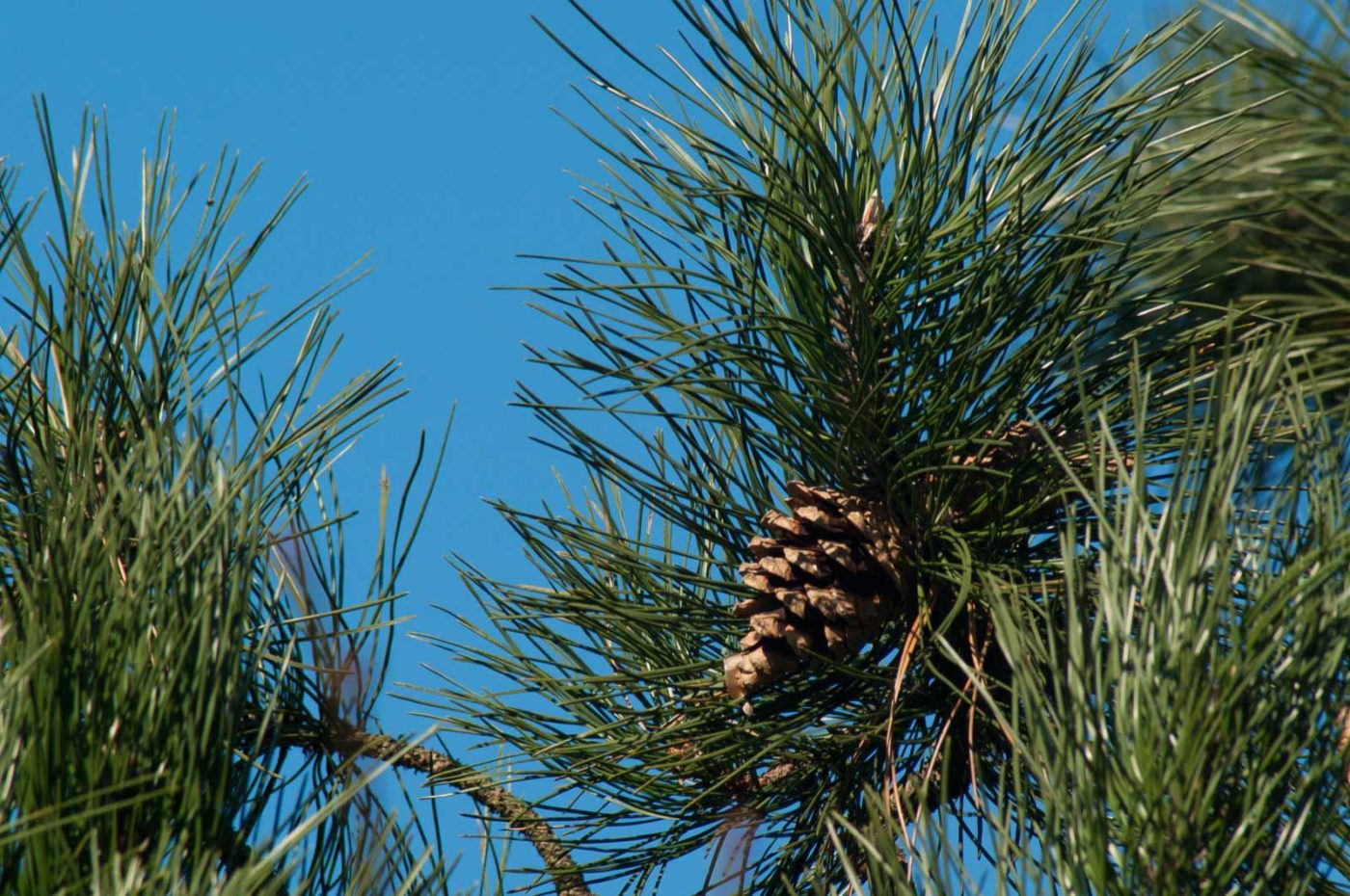 2017-02-13 - NSG Halde Pluto