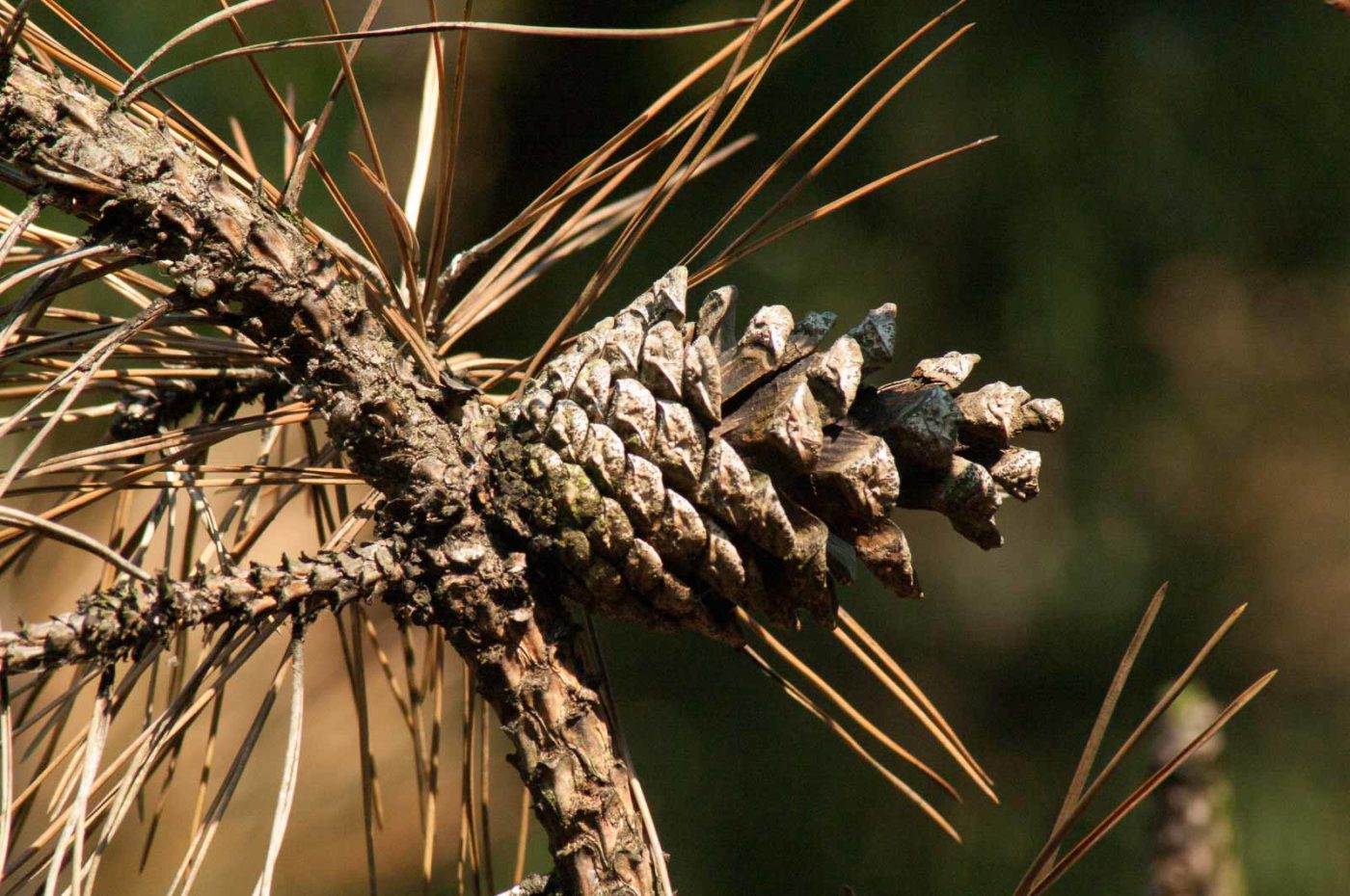 2017-02-13 - NSG Halde Pluto