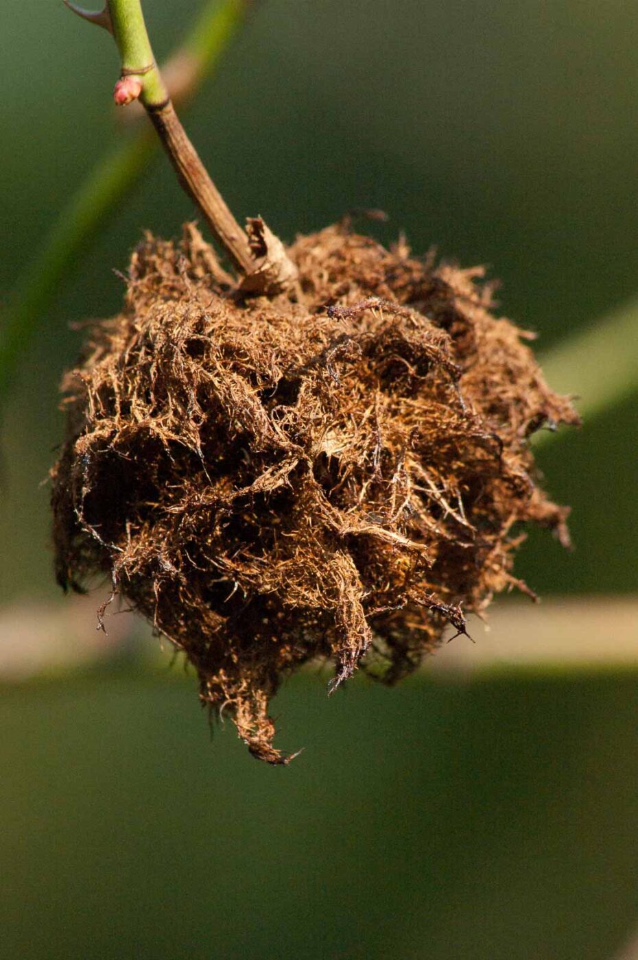 2017-02-13 - NSG Halde Pluto