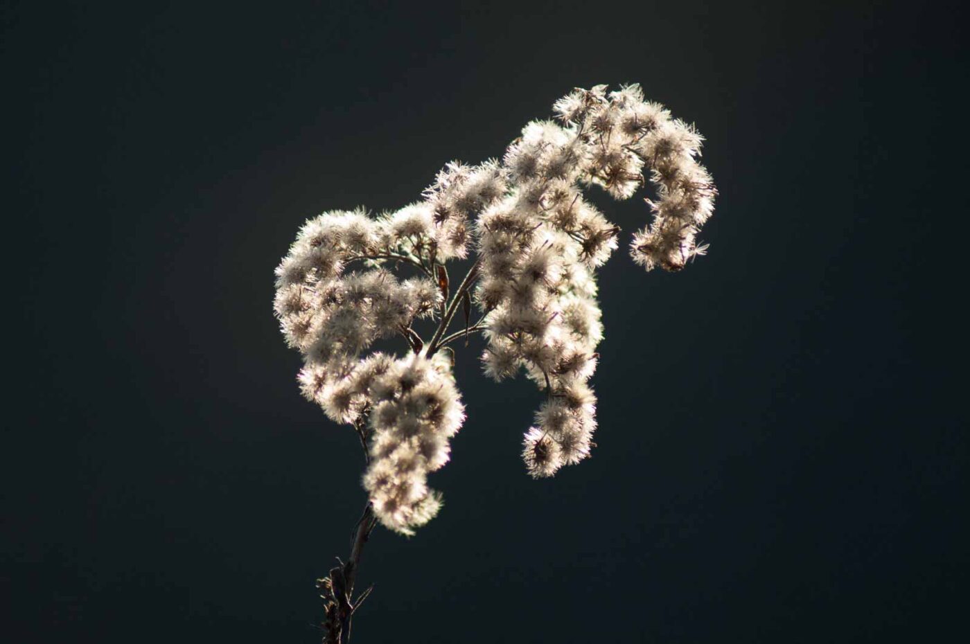 2017-02-13 - NSG Halde Pluto