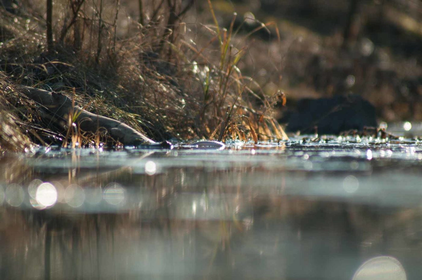 2017-02-13 - NSG Halde Pluto