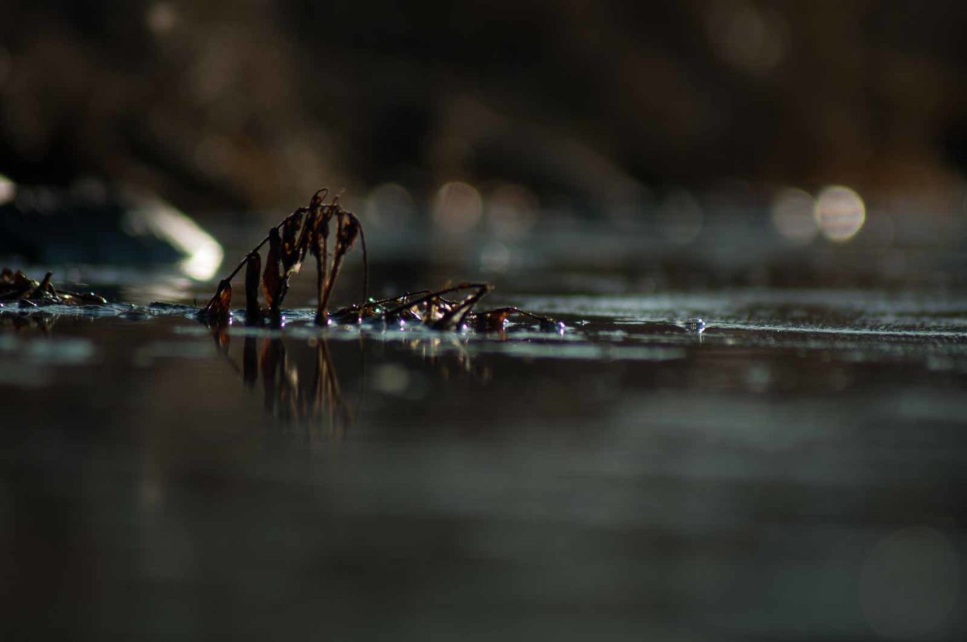 2017-02-13 - NSG Halde Pluto