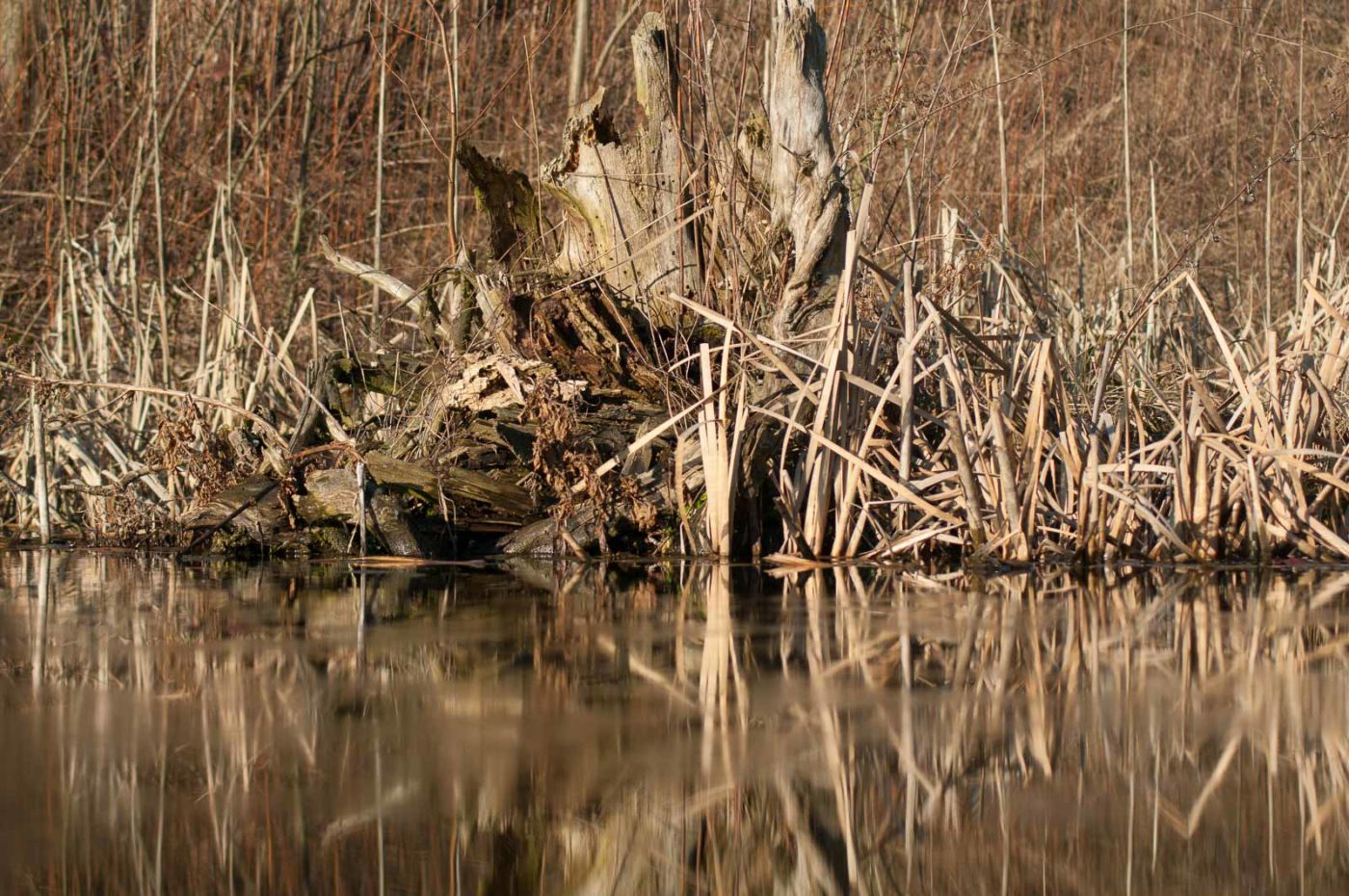 2017-02-13 - NSG Halde Pluto