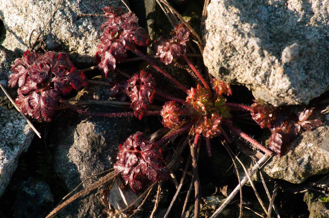 2017-02-13 - NSG Halde Pluto