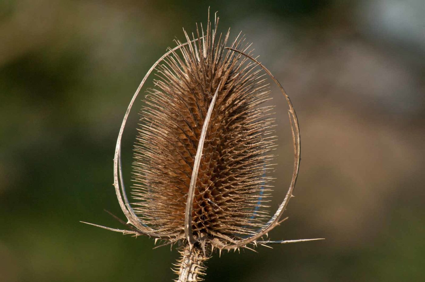 2017-02-13 - NSG Halde Pluto