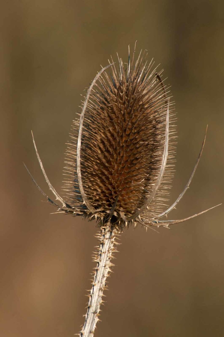 2017-02-13 - NSG Halde Pluto