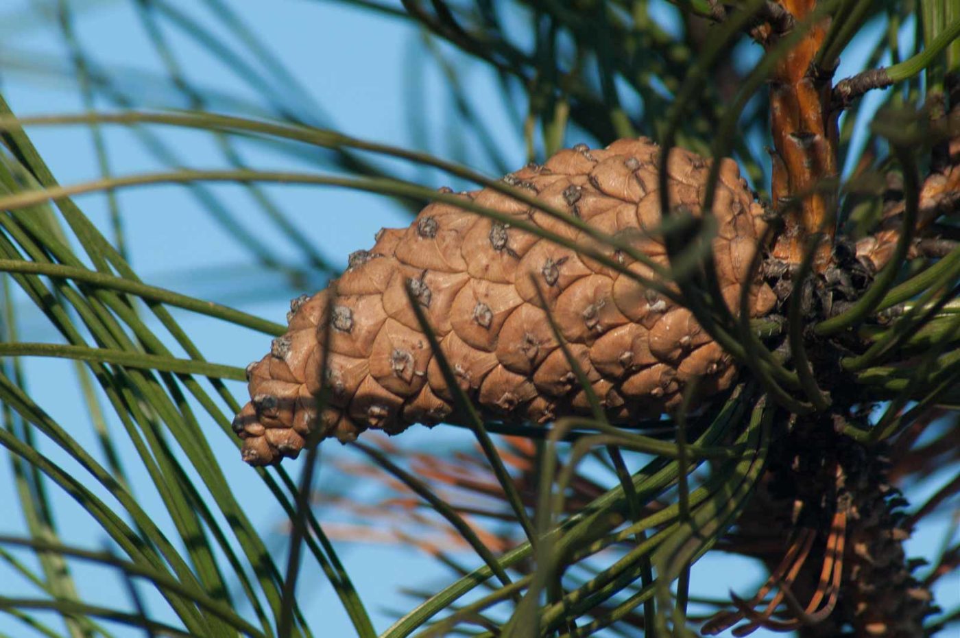 2017-02-13 - NSG Halde Pluto