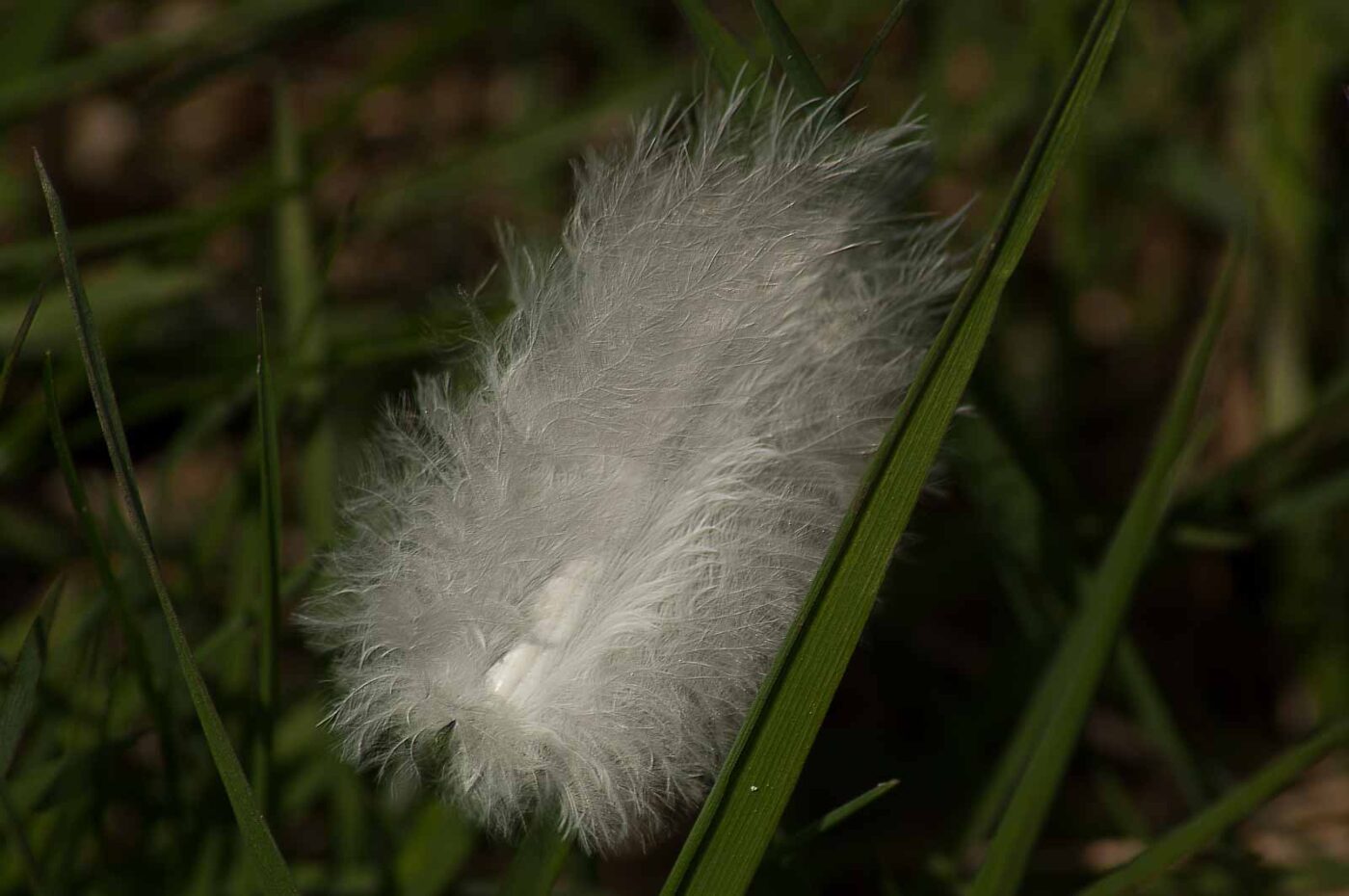 2017-03-16 - NSG Brandheide Recklinghausen