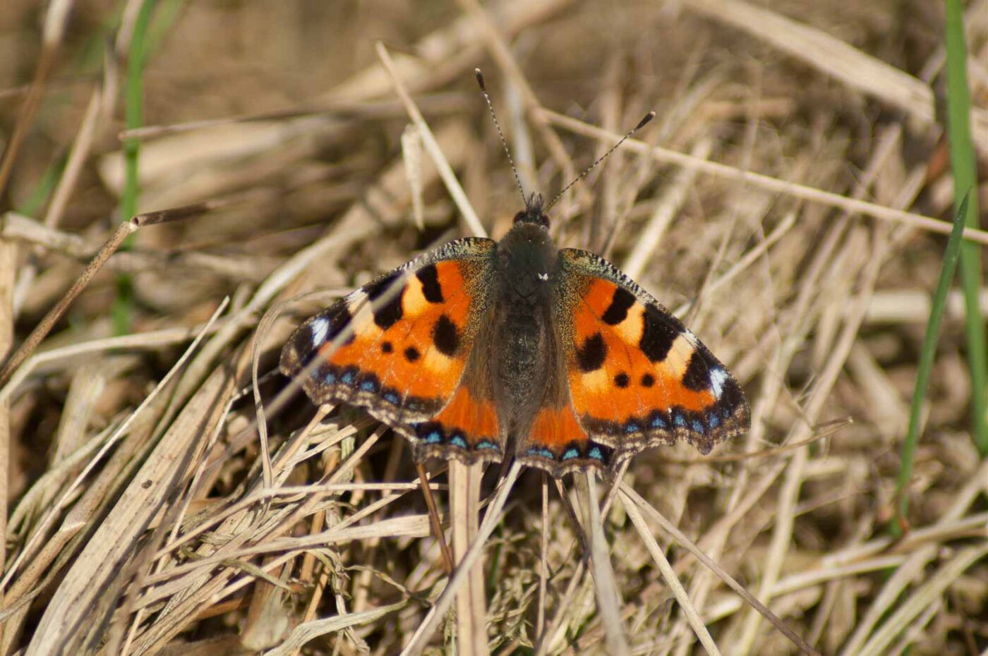 2017-03-16 - NSG Brandheide Recklinghausen