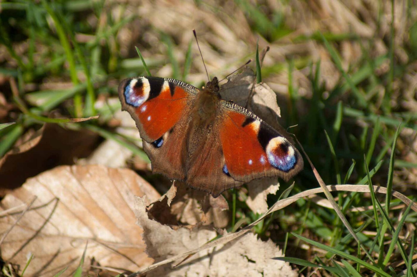 2017-03-16 - NSG Brandheide Recklinghausen