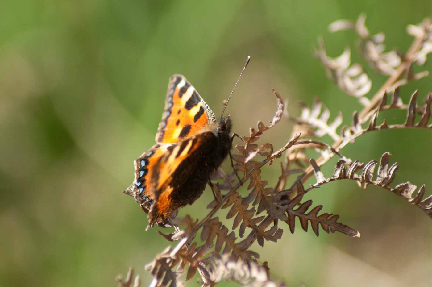 2017-03-16 - NSG Brandheide Recklinghausen