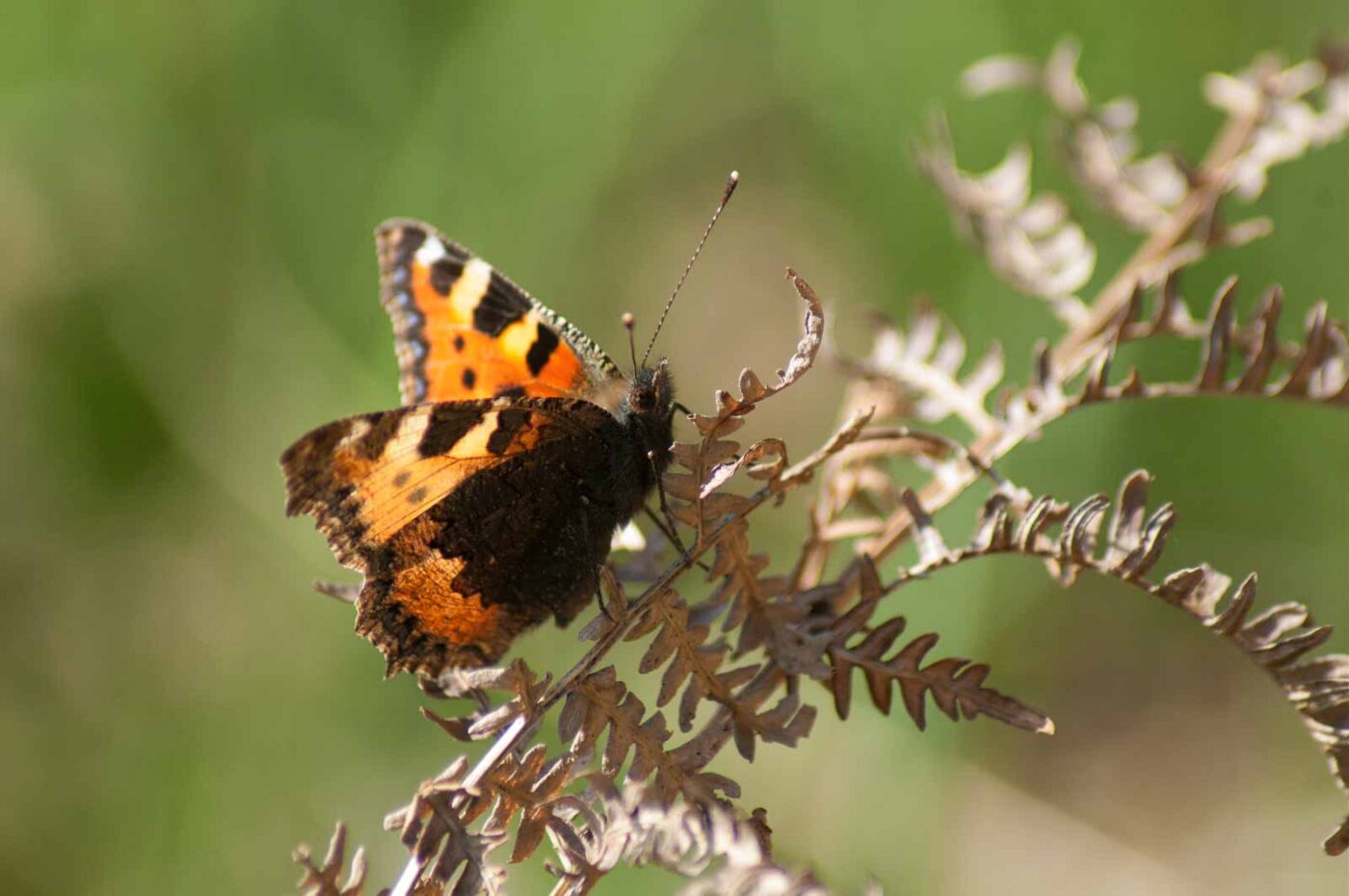 2017-03-16 - NSG Brandheide Recklinghausen