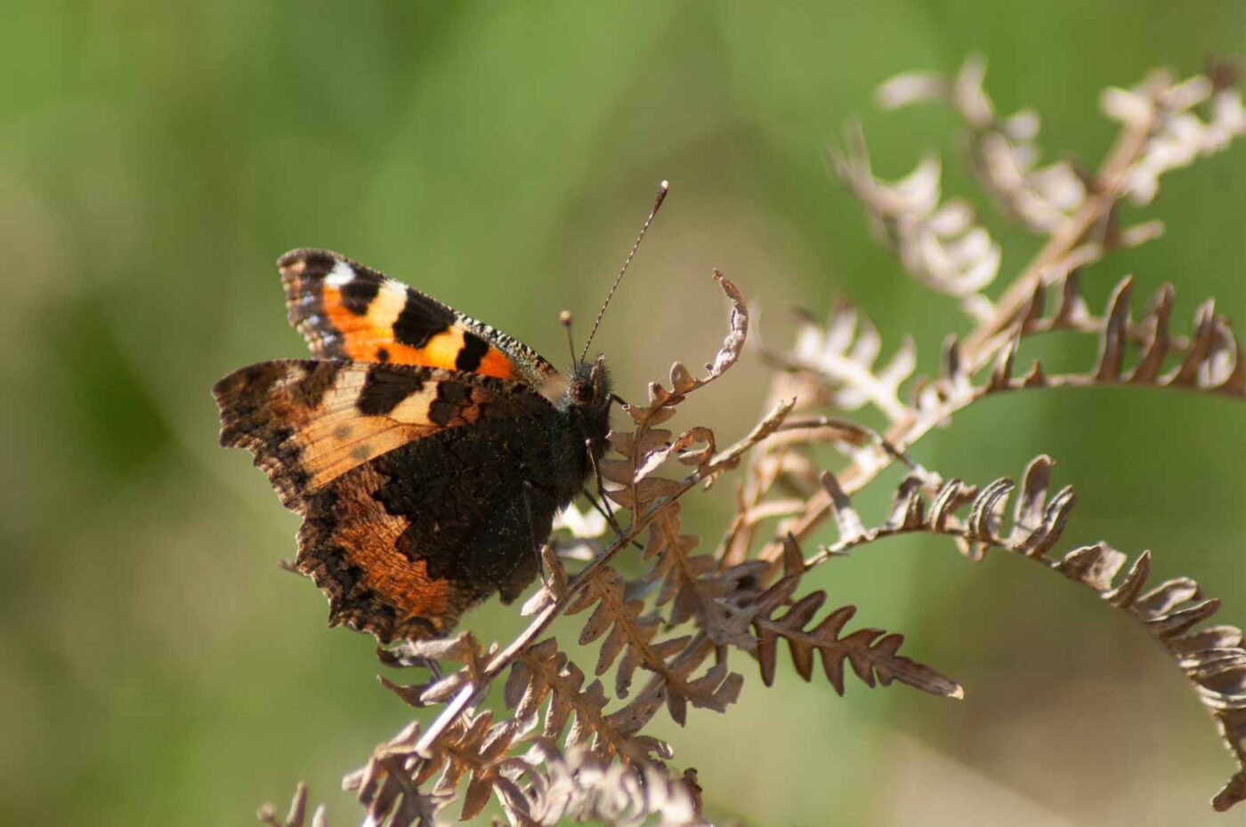 2017-03-16 - NSG Brandheide Recklinghausen