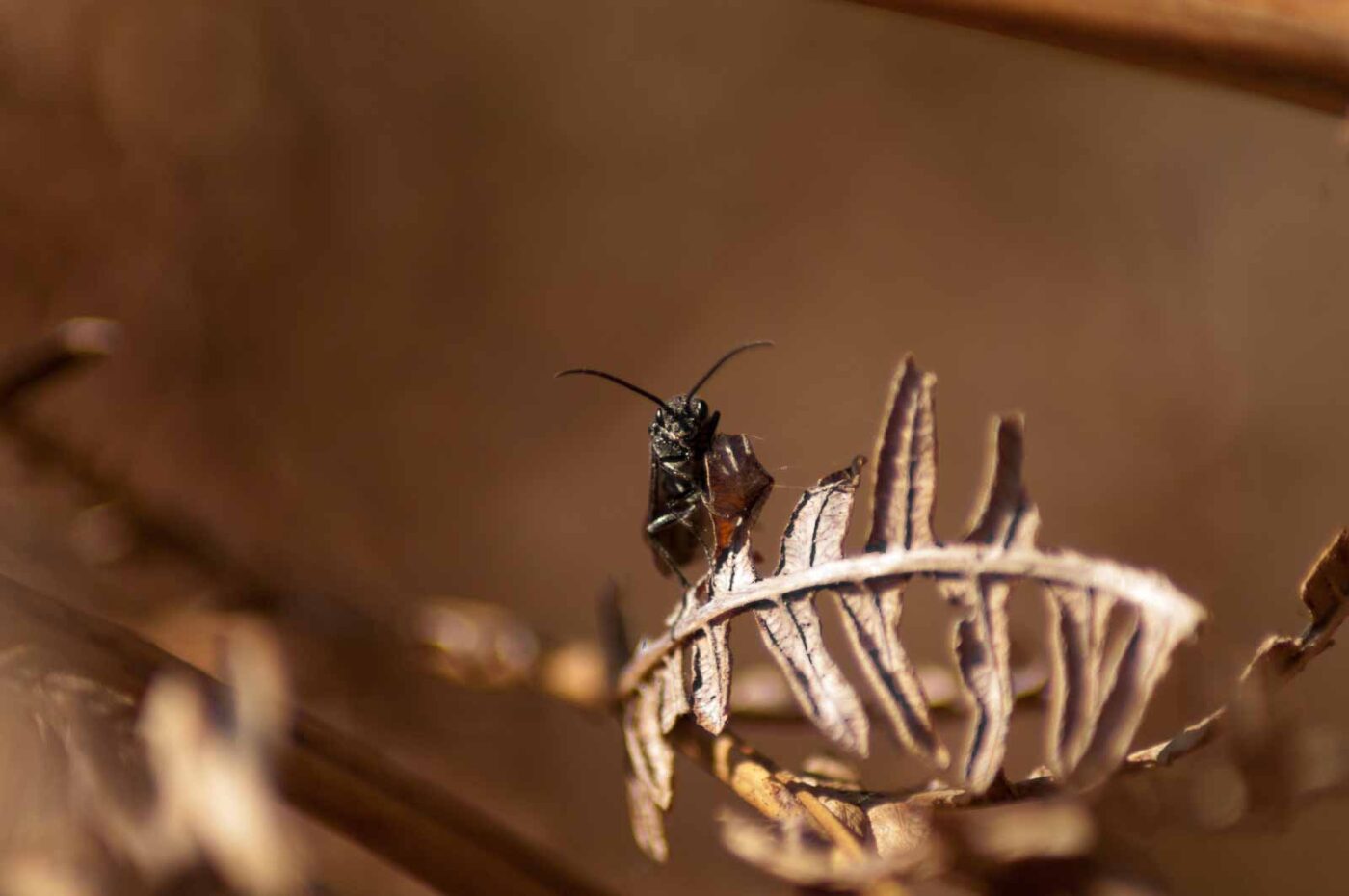 2017-03-16 - NSG Brandheide Recklinghausen