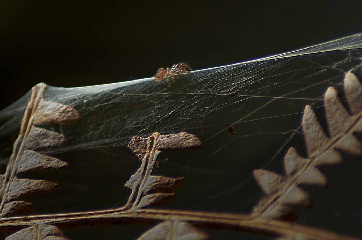 2017-03-16 - NSG Brandheide Recklinghausen