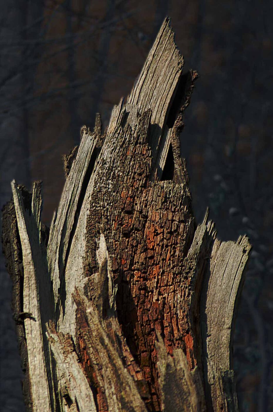 2017-03-16 - NSG Brandheide Recklinghausen