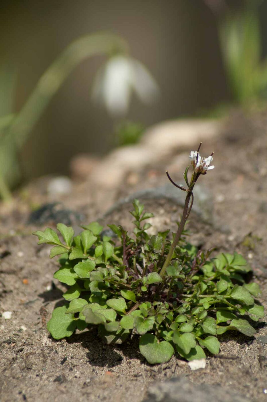 2017-03-16 - NSG Brandheide Recklinghausen