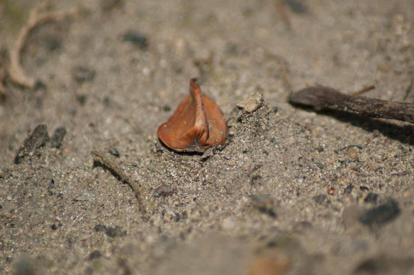 2017-03-16 - NSG Brandheide Recklinghausen