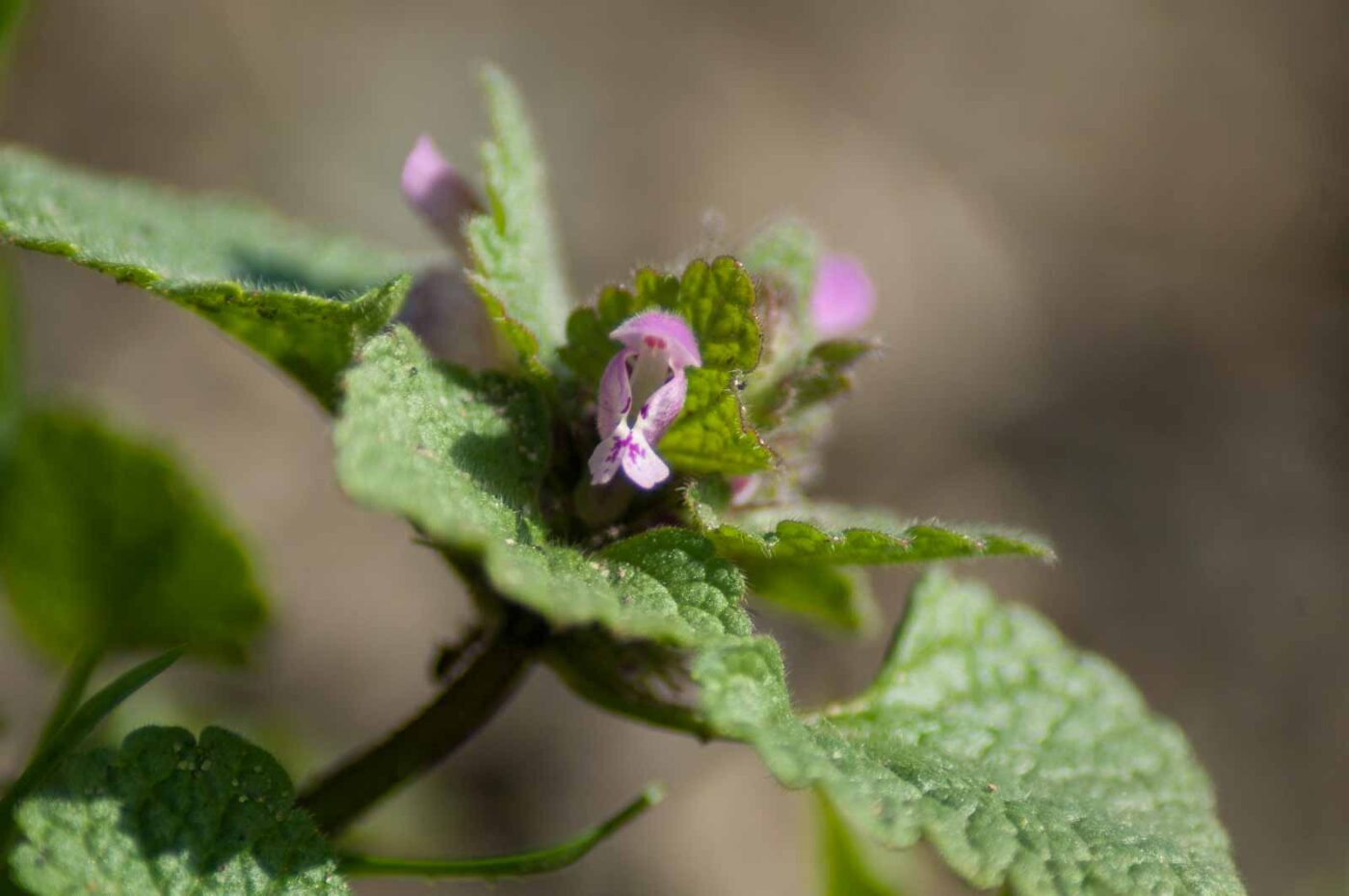 2017-03-16 - NSG Brandheide Recklinghausen