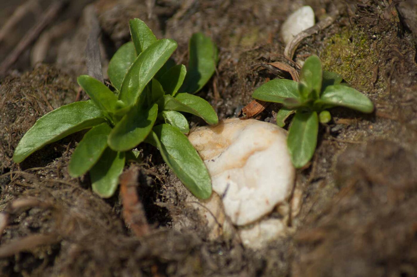 2017-03-16 - NSG Brandheide Recklinghausen