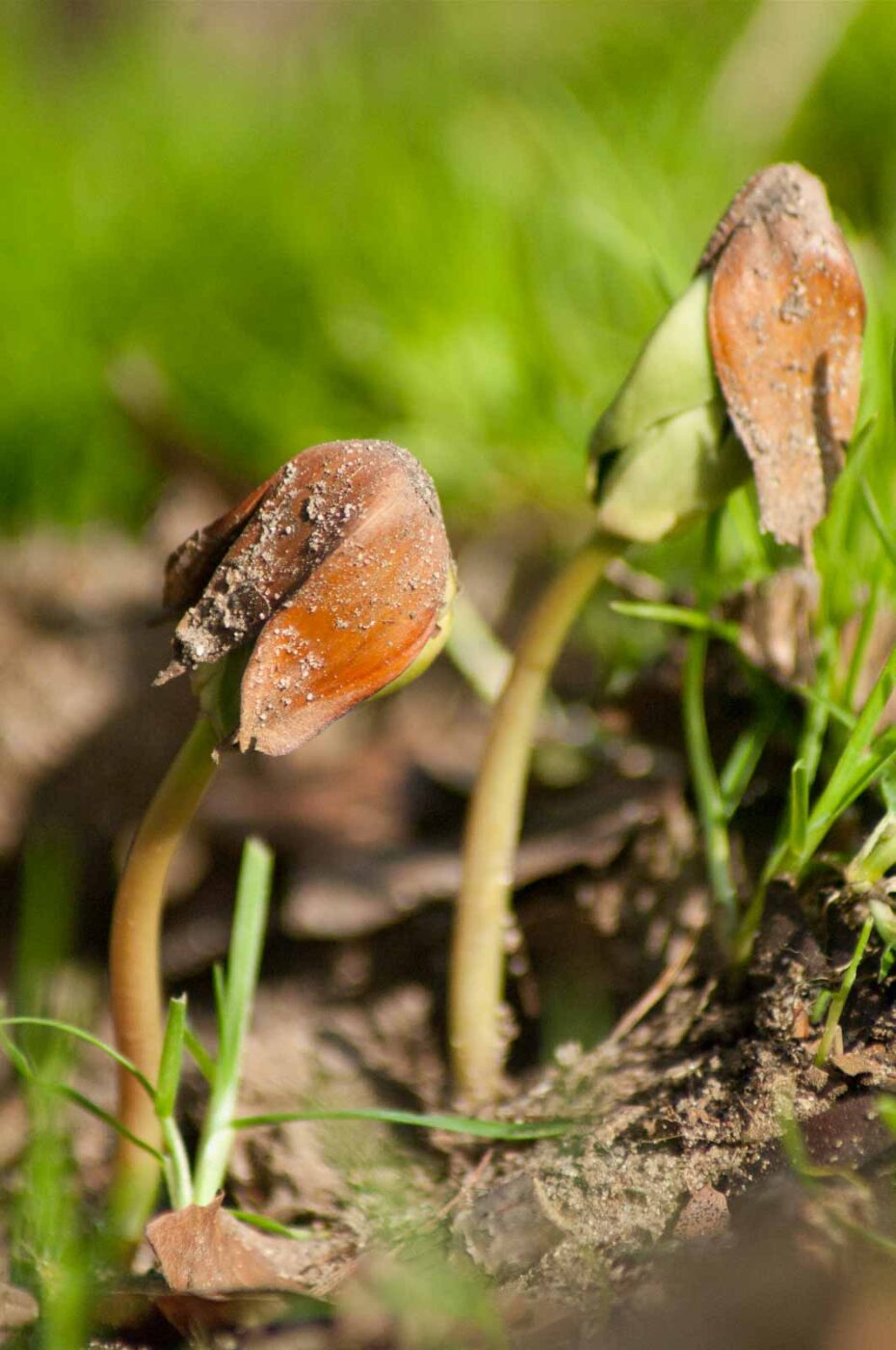 2017-03-16 - NSG Brandheide Recklinghausen