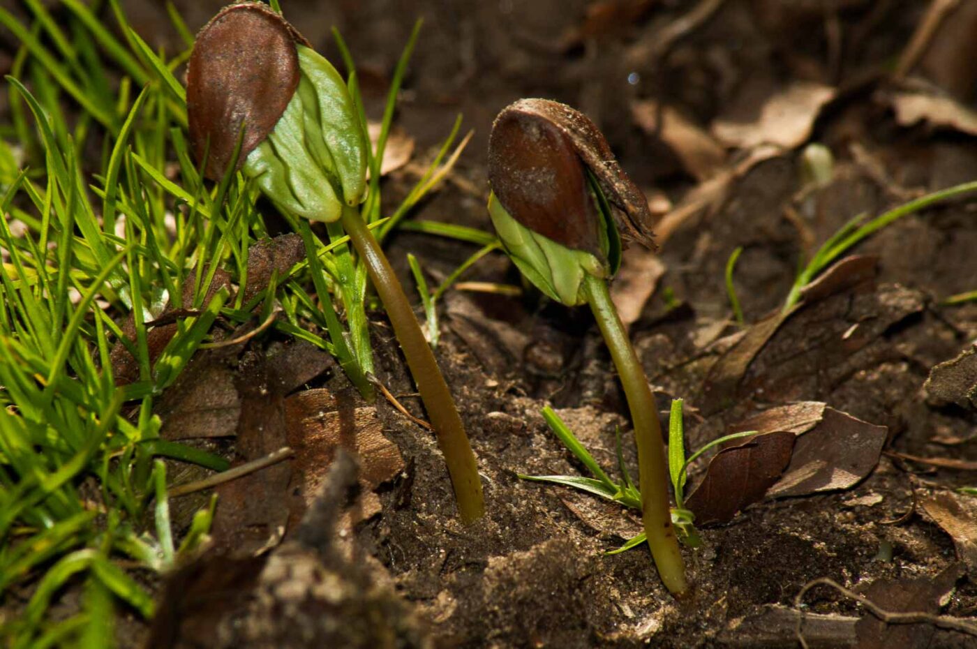 2017-03-16 - NSG Brandheide Recklinghausen