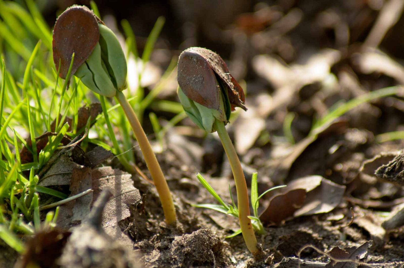 2017-03-16 - NSG Brandheide Recklinghausen