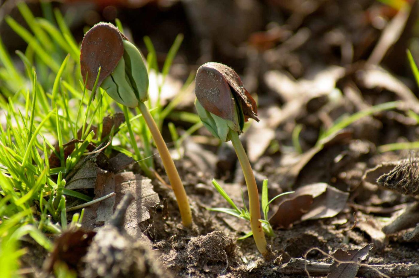 2017-03-16 - NSG Brandheide Recklinghausen
