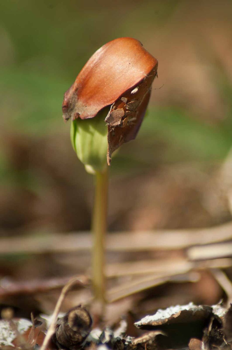 2017-03-16 - NSG Brandheide Recklinghausen