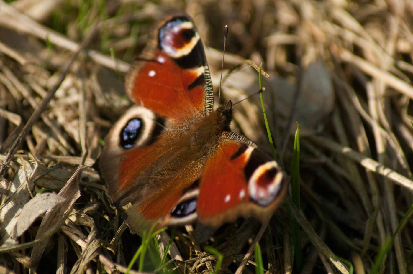 2017-03-16 - NSG Brandheide Recklinghausen