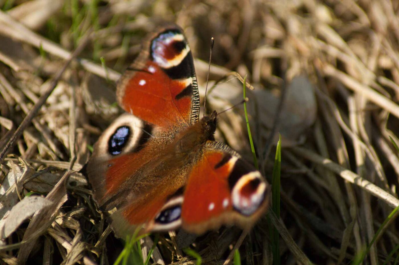 2017-03-16 - NSG Brandheide Recklinghausen
