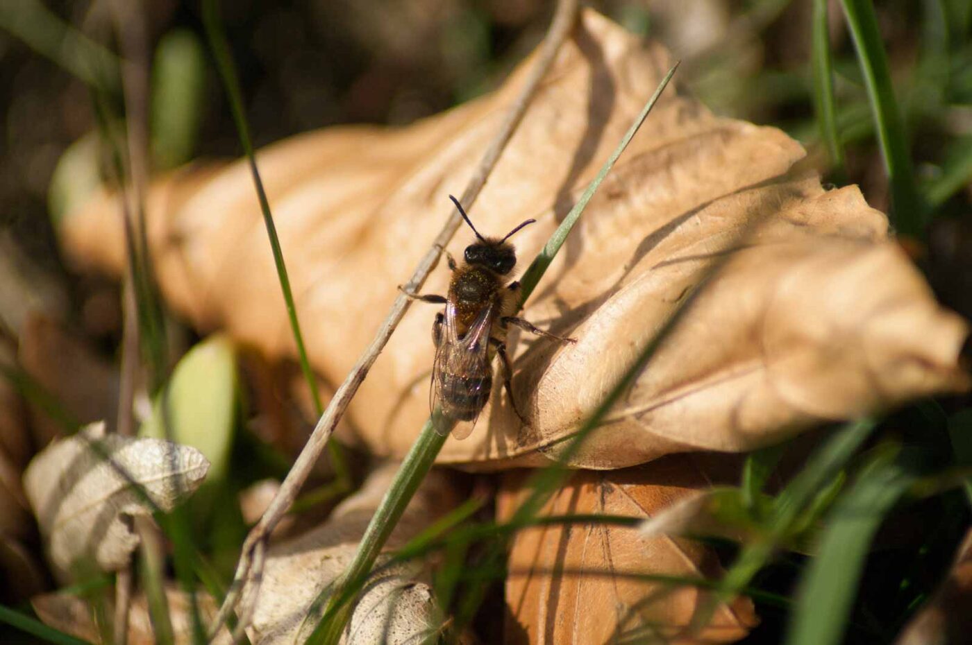 2017-03-16 - NSG Brandheide Recklinghausen