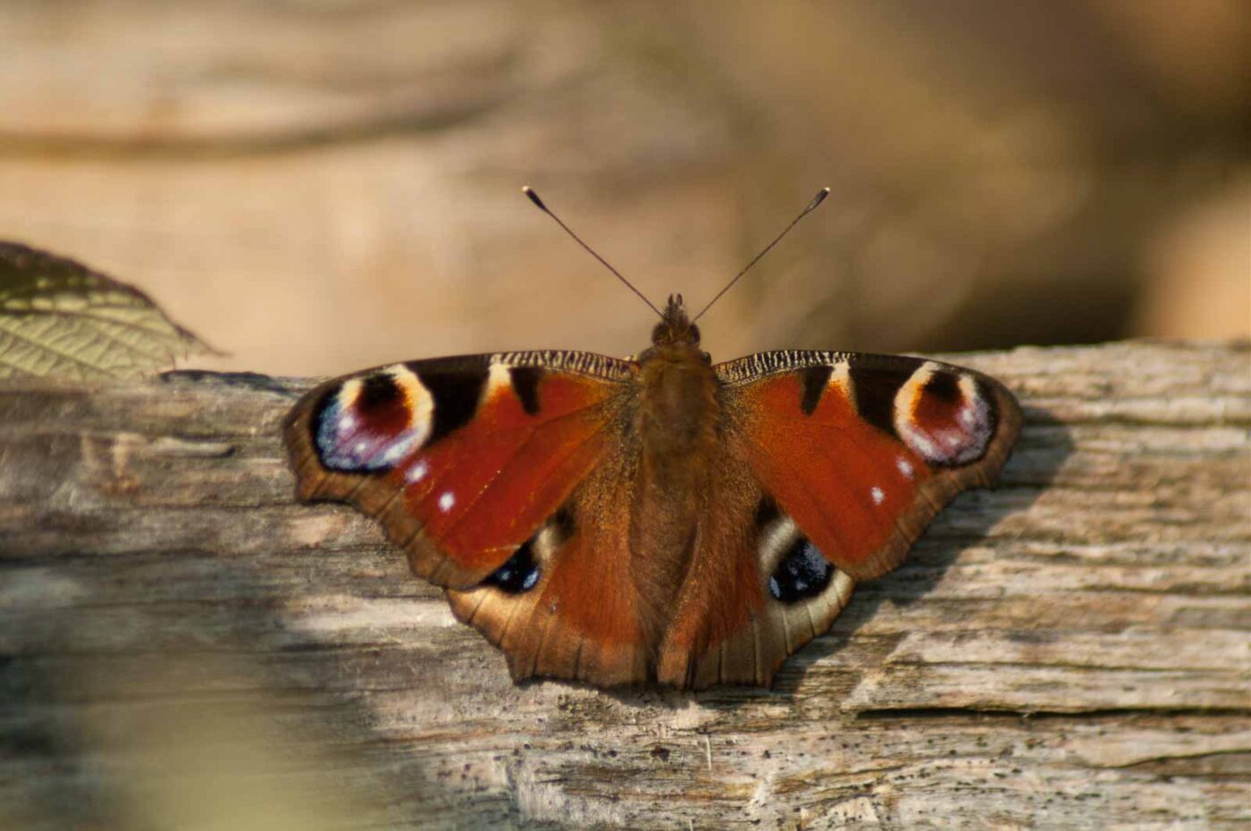 2017-03-16 - NSG Brandheide Recklinghausen